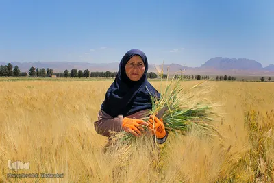 دستهای برکت در فصل درو
