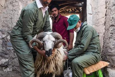 واکسیناسیون ۲۰ هزار دام سبک