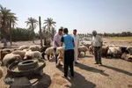 خرید و  فروش دام در روز عید قربان