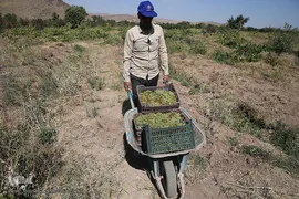 برداشت انگور از باغات روستای جرندق تاکستان