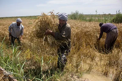 برداشت گندم از مزارع زیر آب شادگان 