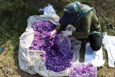 مرند قطب تولید زعفران شمالغرب کشور