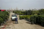 بازار نهال مشهد در آستانه فصل بهار
