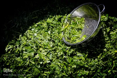 نذری تاسوعای حسینی