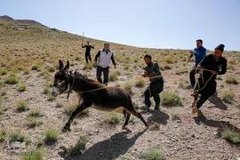 کوچ عشایر در فارس‎
