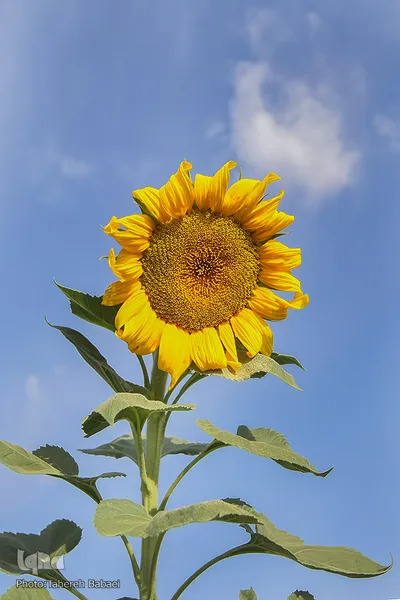مزرعه گل های آفتابگردان