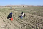 دسترنج طلایی کشاورزان - بیرجند