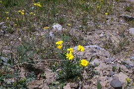 طبیعت بهاری بستان آباد