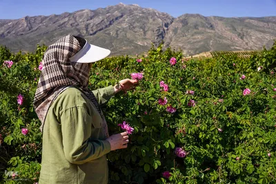جشنواره گل محمدی در میمند فارس