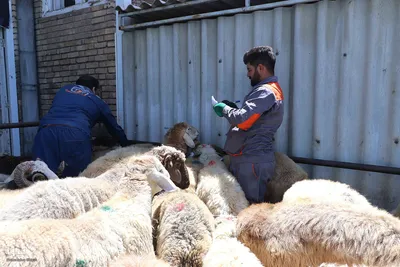ذبح و توزیع گوشت قربانی بین نیازمندان در تبریز