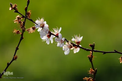 طبیعت بهاری صایین قلعه و داسداران
