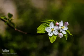 شکوفه های بهاری