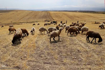 برداشت خوشه های طلایی - شهرستان اهر