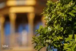 عطر بهار نارنج در شاهچراغ(ع)