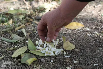 بهار نارنج شیراز
