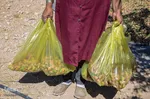 برداشت پسته و بادام از باغات شهرستان مرند‎‎