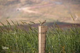 طبیعت ارتفاعات روستای مزرعه و قلعه شیور