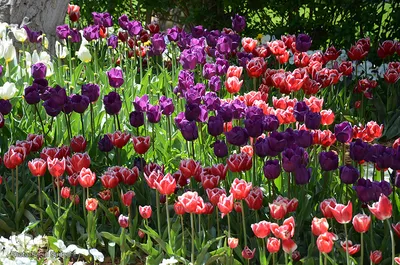 لاله های پارک ائل گلی تبریز