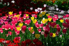 جشنواره لاله‎های آسارا‎