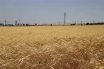 آیین شکرگزاری برداشت گندم در مراغه
