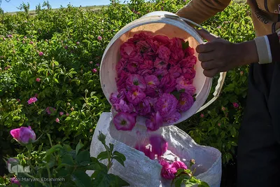 برداشت گل‌محمدی در آذربایجان شرقی