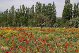 دشت شقایق های وحشی منطقه ارسباران