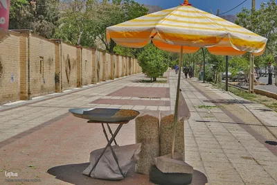 برداشت بهار نارنج در شیراز