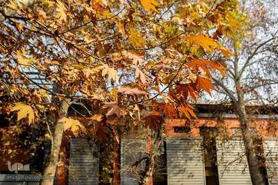 پاییز۹۹-تهران - خیابان نادری