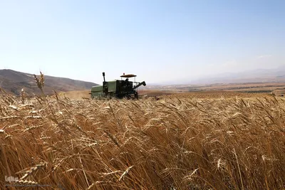 برداشت خوشه های طلایی - شهرستان اهر