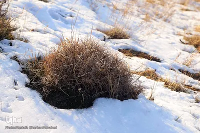 برف و یخبندان روستای «کردلر» در اهر