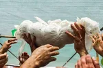 شهادت نوزاد دو ماهه تصویر قساوت و فریاد رسوایی رژیم صهیونی است