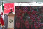افتتاحیه جشنواره ملی زرشک در خراسان‌جنوبی