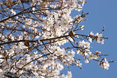 شکوفه‌های زودهنگام شهر راز
