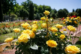 باغ ارم شیراز؛ رویایی از بهشت