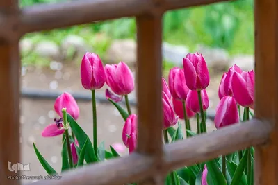 جشنواره لاله‌های آسارا‎