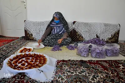 برداشت زعفران در خراسان‌جنوبی