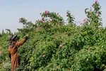 برداشت گل محمدی در ساوجبلاغ