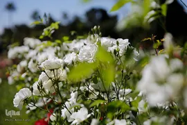 باغ ارم شیراز؛ رویایی از بهشت
