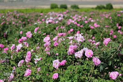برداشت گل محمدی و گلابگیری سنتی در میمند فارس
