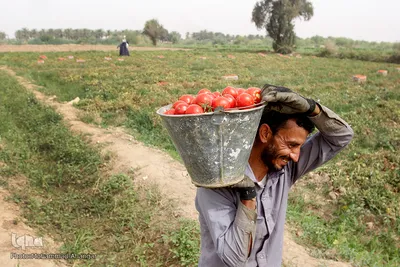 برداشت گوجه