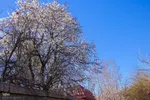 رویش شکوفه‌های زمستانی در شیراز