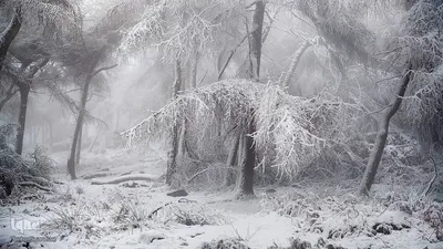برندگان جوایز عکاسی حیات وحش انگلیس 2019