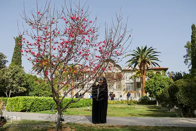 مسافران نوروزی در باغ ارم شیراز