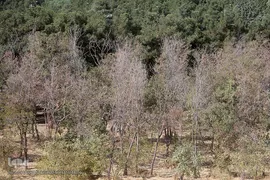 پارک جنگلی چیتگر