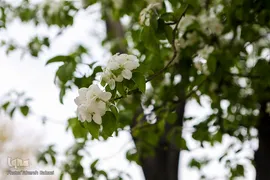 شکوفه های بهاری