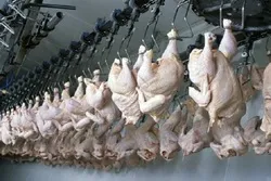 Report on Halal-Certified Poultry Confuses Muslim Community in Australia