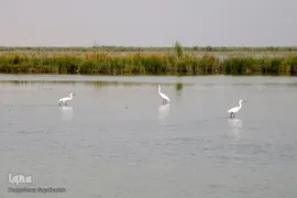 تالاب شادگان