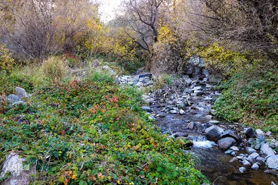 طبیعت پاییزی طارم