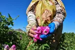 برداشت گل‌محمدی در آذربایجان شرقی