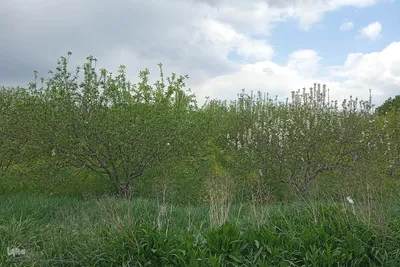 طبیعت بهاری رودخانه اهرچای در شهرستان اهر